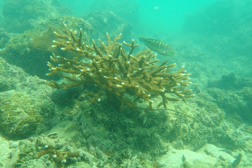 Preserving Coral Reefs Amidst the Impacts of Climate Change